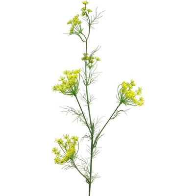 Divoká mrkev - Dancus Carota Kopr/Dille bílý 120cm