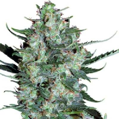 Serious Seeds White Russian AUTO semena neobsahují THC 6 ks