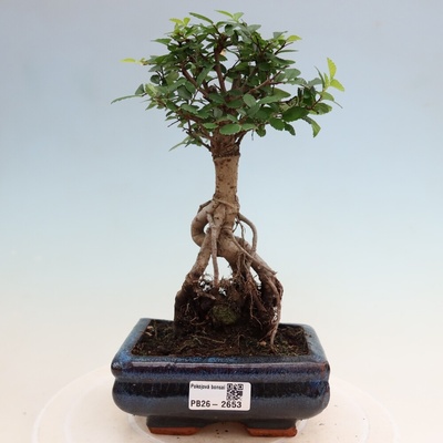 e-bonsai Pokojová bonsai - Ulmus parvifolia - Malolistý jilm