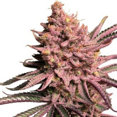 Serious Seeds Seriotica semena neobsahují THC 6 ks