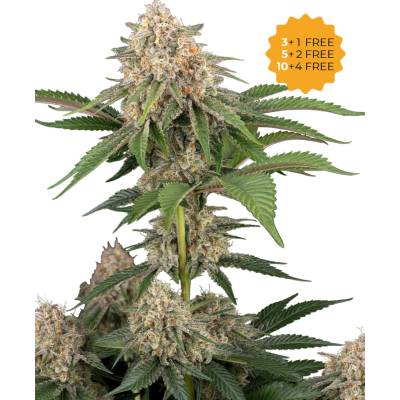 Sensi Seeds Sticky Berry Mints XXL semena neobsahují THC 3 ks