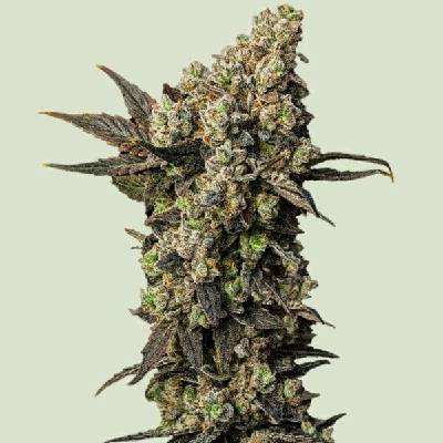 Royal Queen Seeds Astro Lemonade F1 semena neobsahují THC 5 ks