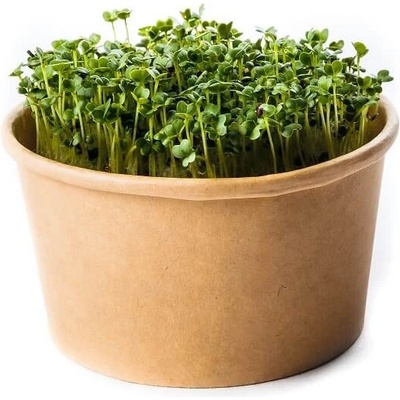 Microgreens Brokolica - sada na pestovanie