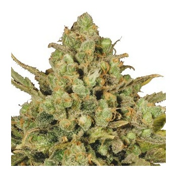 Serious Seeds Warlock regular semena neobsahují THC 11 ks