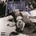 Madball - Demonstrating My Style (High Quality) (Insert) (180 g) (LP) (8719262001725)