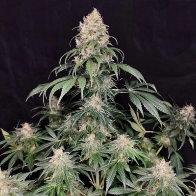 Buddha Seeds Medikit CBD semena neobsahují THC 100 ks