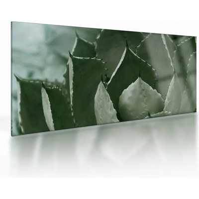 Sklenený obraz - Zelená agáve, jednodielne 100x50 cm na skle