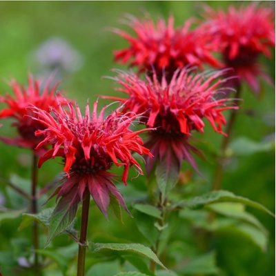 Zavinutka podvojná - Monarda - Monarda didyma - semena zavinutky - 30 ks