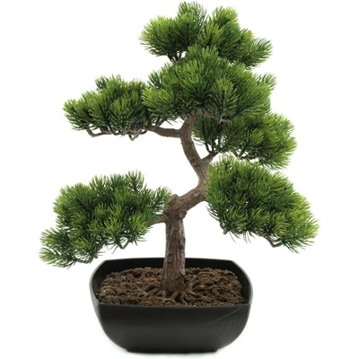 Bonsai borovice, 50 cm