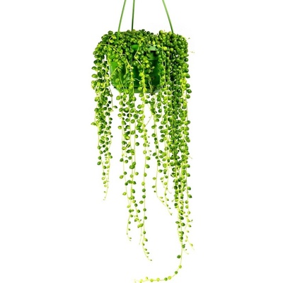 Gardners Senecio rowleyanus - závěs, průměr 14 cm Starček, Starček převislý