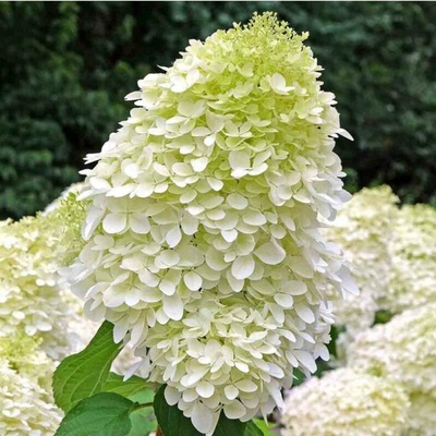 Hortenzie kytarová – Hydrangea paniculata 'Hercules'(R)
