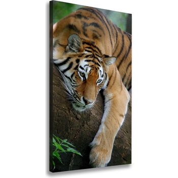 Vertikálny foto obraz na plátne Tiger na strome 50x100 cm