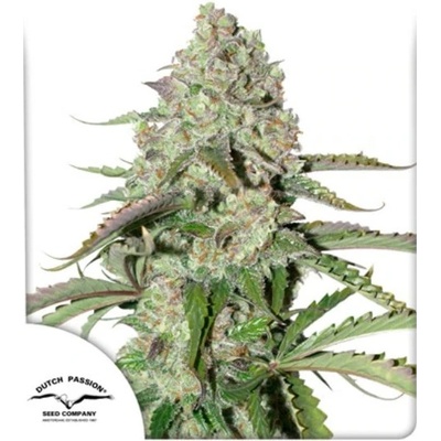 Dutch Passion AUTO Colorado Cookies semena neobsahují THC 100 ks
