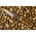 Wolf KS769-