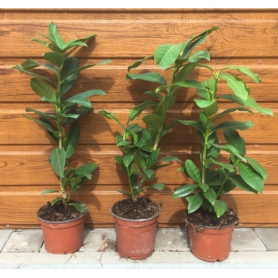 Vavrínovec lekársky (Prunus laurocerasus ´Genolia´) veľkosť 40-50cm