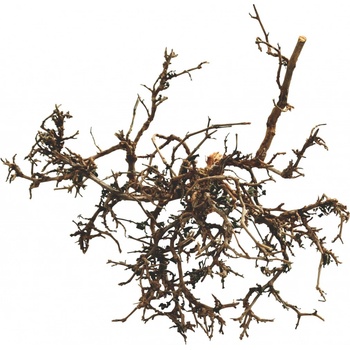 Lucky Reptile Desert Bush vybělené 15-20 cm