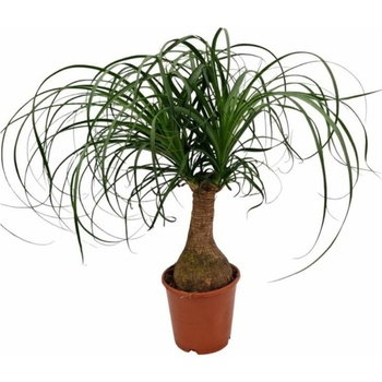 Slonia noha 30-40cm - Beaucarnea Nolina recurvata, kont. p14