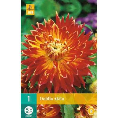 JUB HOLLAND Hlízy jiřiny Dahlia decorative AKITA - 1 kus