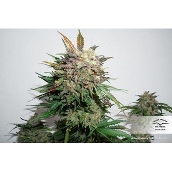 Dutch Passion AUTO Glueberry O.G. semena neobsahují THC 3 ks