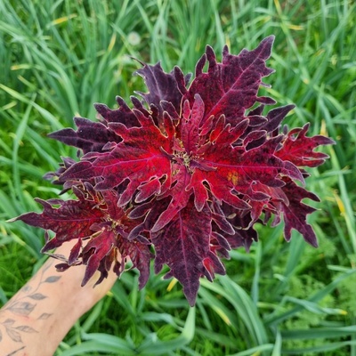 Africká kopřiva - Coleus blumei 'BS2037'