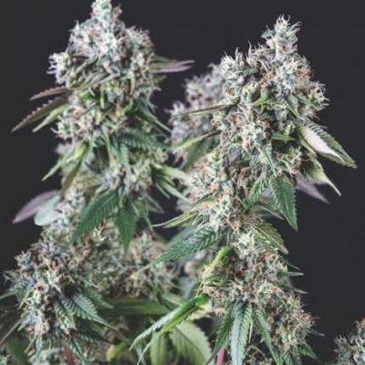 Pyramid Seeds Mendocino Purple Kush semena neobsahují THC 3 ks