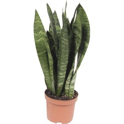 Tchýnin jazyk, tenura mix FloraSelf Sansevieria 25-35 cm květináč Ø 9 cm 1 ks, různé odrůdy