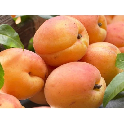 Marhuľa Early Orange, podpník myrobalán, voľnok.