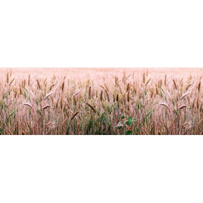 Dimex KI180-136 Fototapeta do kuchyně Field rozměry 180 x 60 cm