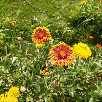 Kokarda jednoduchá Lorenziana směs - Gaillardia pulchella - semena - 0,3 g