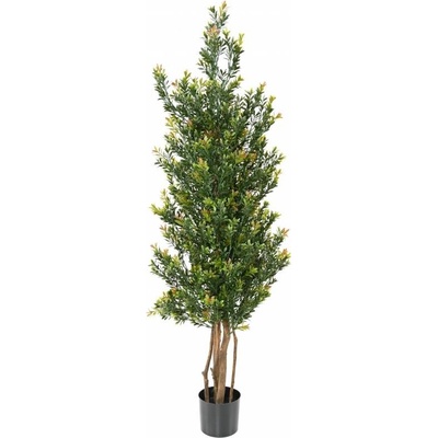 Buxus red day stromček, 165cm