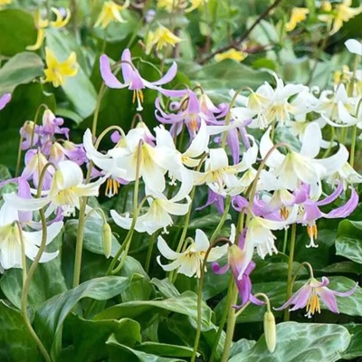 Kandík směs Erythronium cibule kandíku 3 ks