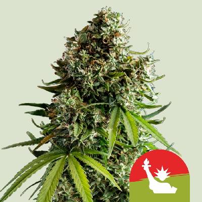 Royal Queen Seeds NYC Sour D AUTO semena neobsahují THC 10 ks