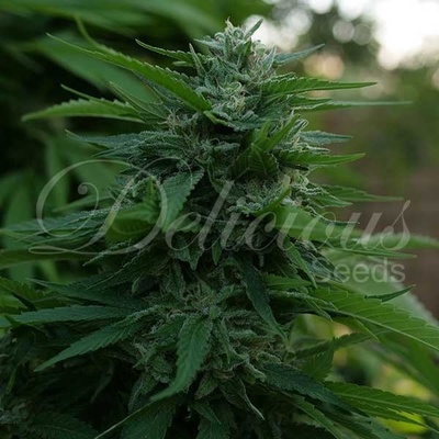 Delicious Seeds Lord Kush semena neobsahují THC 10 ks