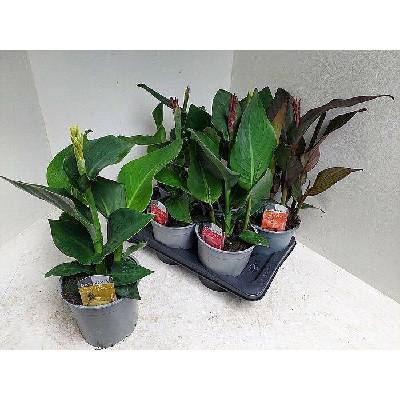 S Canna cannova 60cm/6 NL, živá rostlina