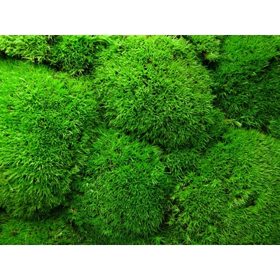 Verdissimo Stabilizovaný mech kopečkový Ballmoss, 0,18 kg (0,08m2)