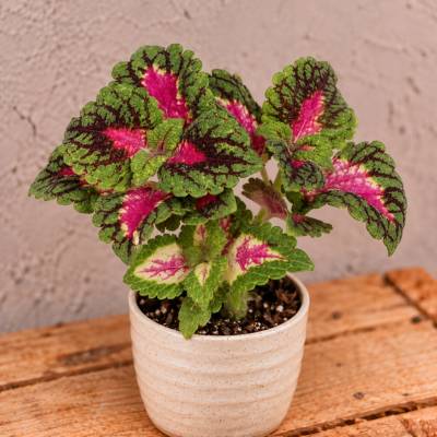 Coleus Africká žihľava Spacecake baby