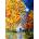 Enjoy - Puzzle Autumn Moon - 1 000 piese