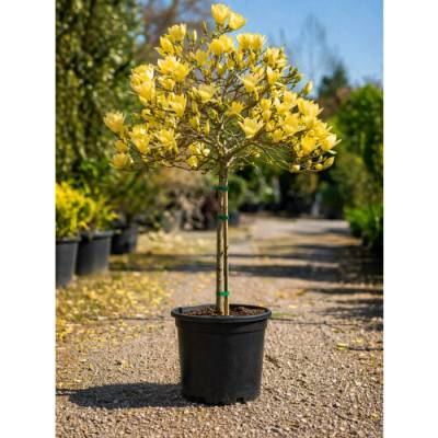 Magnólia (Magnolia × brooklynensis) ´YELLOW LANTERN´ - výška 110-120 cm, kont. C5L (-24°C) - NA KMIENKU