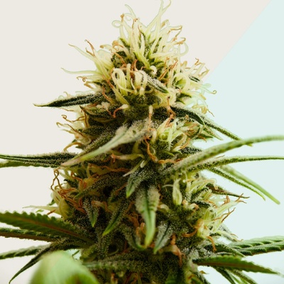 Kera Seeds Medical Buddha CBD semienka neobsahujú THC 1 ks
