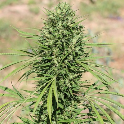 Ace Seeds Morocco Beldia Kif regular semienka neobsahujú THC 10 ks