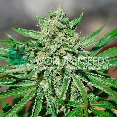World of Seeds CBD Tonic semienka neobsahujú THC 12 ks