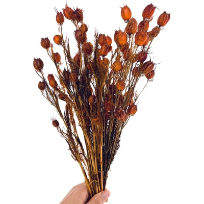 Stabilizovaná černucha (Nigella) karamelová svazek/kytice 50g