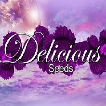 Delicious Seeds Sugar Black Rose Early Version(Fast Version) semena neobsahují THC 3 ks