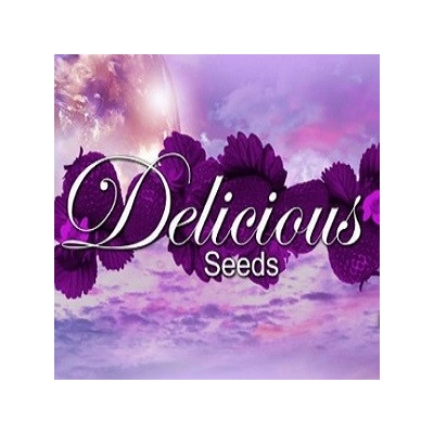 Delicious Seeds Sugar Black Rose Early Version(Fast Version) semena neobsahují THC 3 ks