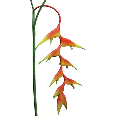 Helekónie - Heleconia Caribea malá, oranžová V96cm