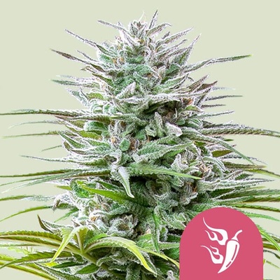 Royal Queen Seeds Speedy Chile Fast Version semena neobsahují THC 25 ks
