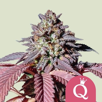 Royal Queen Seeds Purple Queen semienka neobsahujú THC 100 ks