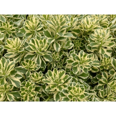 Rozchodník Atlantis - Sedum takesimense, kont. 0,5 l
