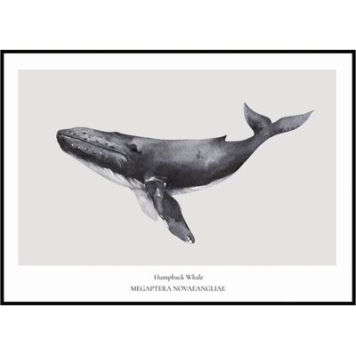 Jen tak z lásky Plakát Humpback Whale Rozměr plakátu: 40 x 50 cm