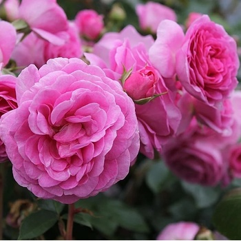 Image 1 of Tantau® Катерлива Роза Ozeana® - Tantau®